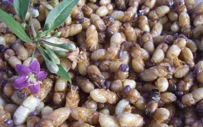 雄蜂蛹是怎么生產的? 雄蜂蛹