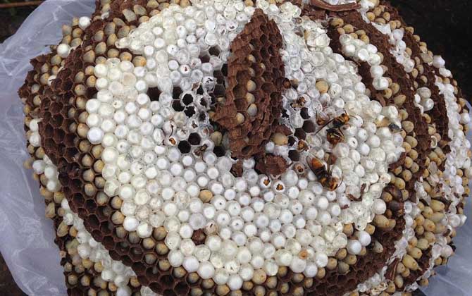 蜂蛹的功效與作用及禁忌人群 蜂蛹