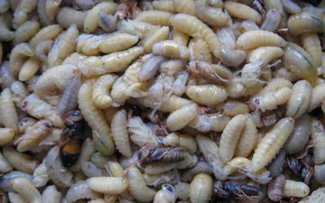 蜂蛹和雞蛋的做法及禁忌人群 蜂蛹