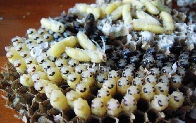 蜂蛹和雞蛋的做法及禁忌人群 蜂蛹