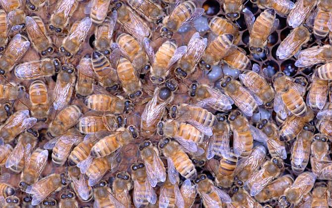 蜂群失王有哪些表現? 蜂群失王