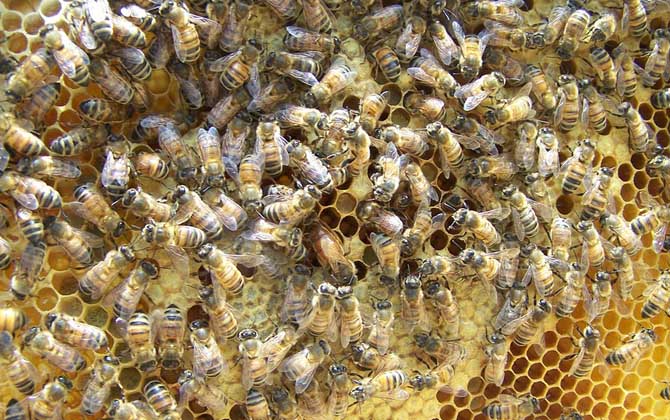 蜂王是怎樣產生的? 蜂王