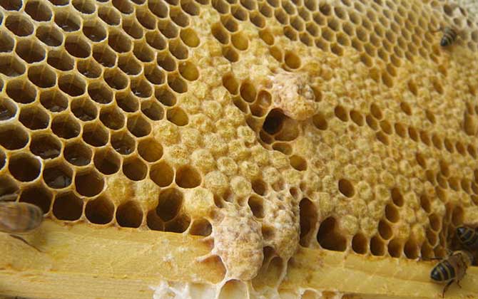 蜂王為什么不產卵? 蜂王不產卵