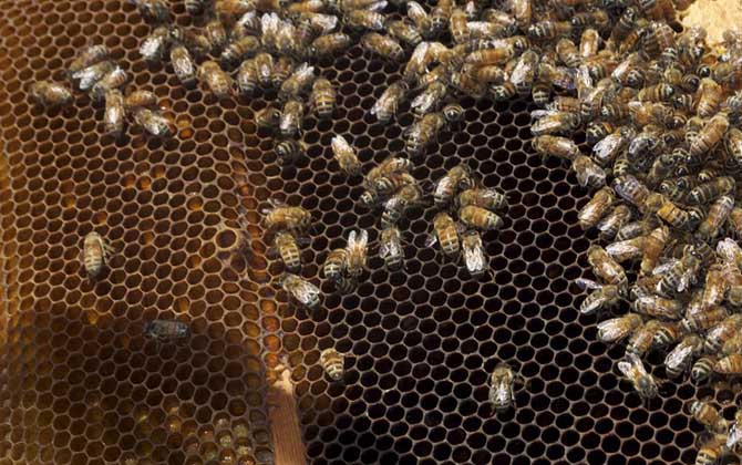 蜂王為什么不產卵? 蜂王不產卵