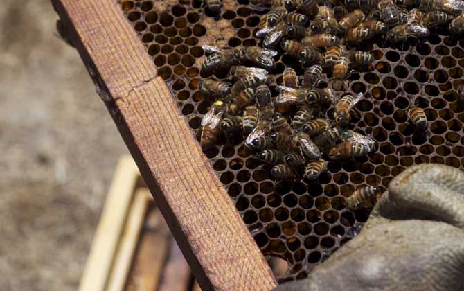 蜂王為什么不產卵? 蜂王不產卵