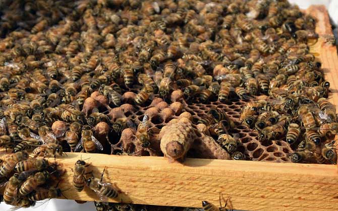 蜂王為什么不產卵? 蜂王不產卵