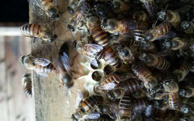 新蜂王怎樣放進蜂群中? 蜂王