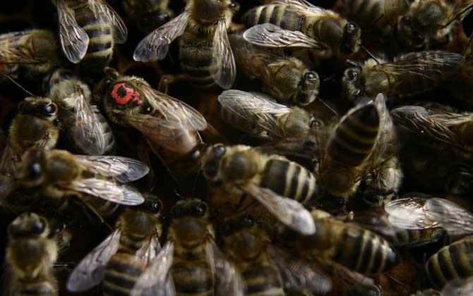 蜂王剪翅膀有影響嗎? 蜂王