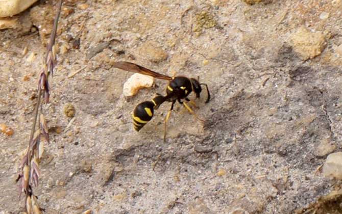 胡蜂和蜜蜂的的區(qū)別 胡蜂