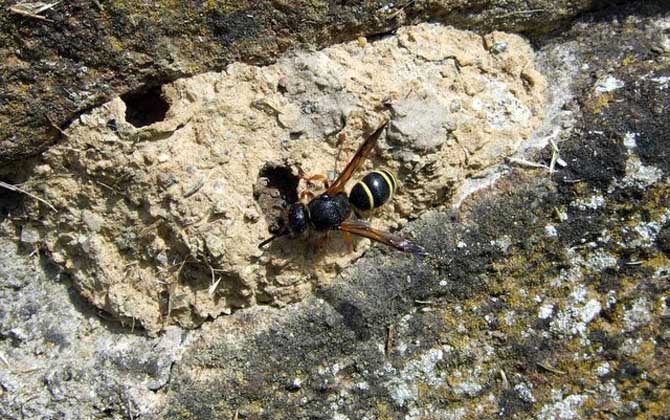 人工養殖馬蜂喂什么食物? 馬蜂