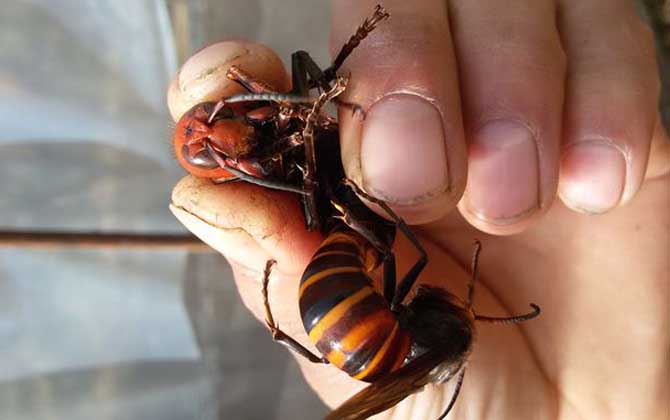 胡蜂(馬蜂)養殖風險高嗎? 胡蜂養殖
