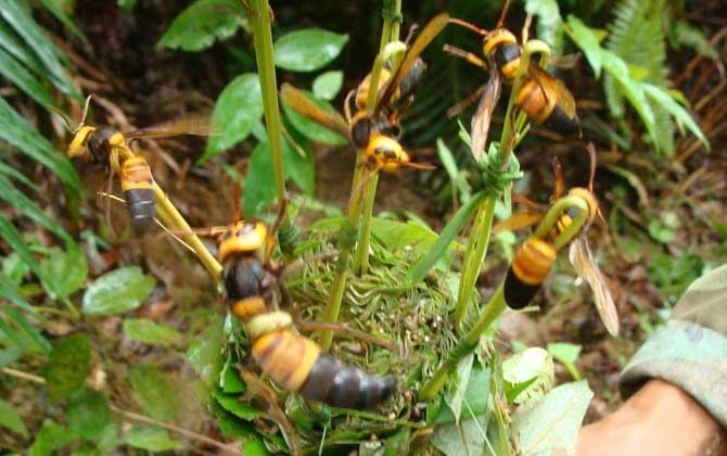 胡蜂(馬蜂)養殖技術及注意事項 胡蜂養殖