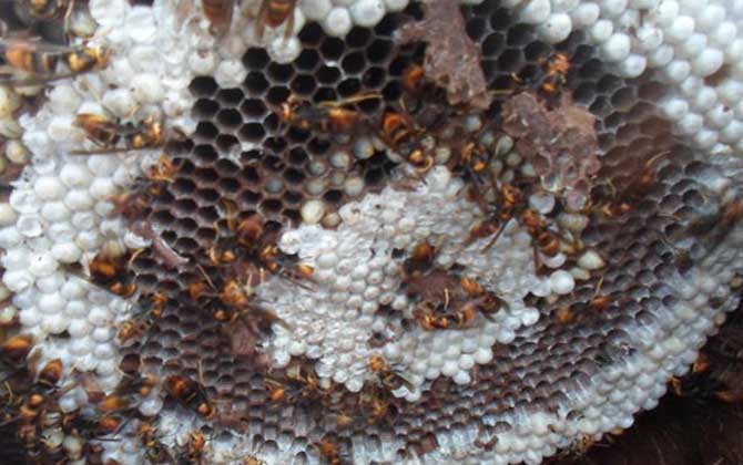 胡蜂(馬蜂)養殖技術及注意事項 胡蜂養殖