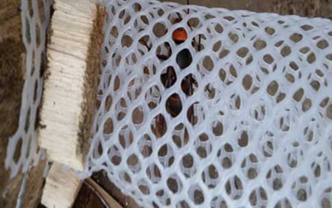 胡蜂(馬蜂)養殖技術及注意事項 胡蜂養殖