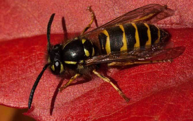 被馬蜂蟄了怎么消腫止癢? 馬蜂