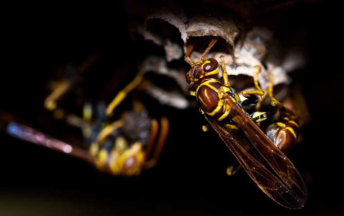 被馬蜂蟄了幾天能消腫? 馬蜂