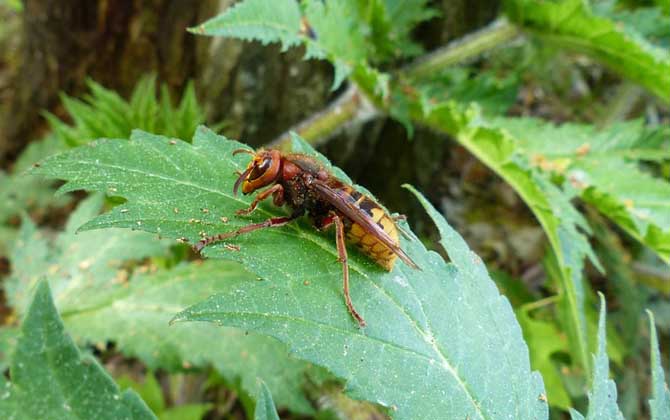 馬蜂真的會殺死蜜蜂嗎? 馬蜂