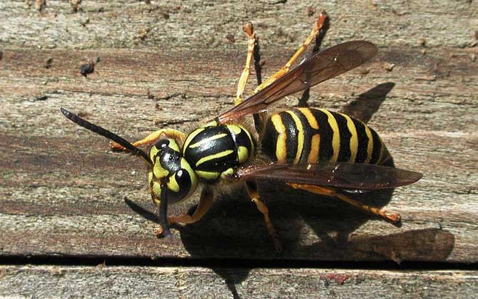 養(yǎng)胡蜂有什么經(jīng)濟(jì)價(jià)值? 胡蜂