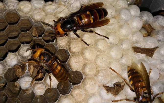 胡蜂養殖場地怎么選擇? 胡蜂養殖