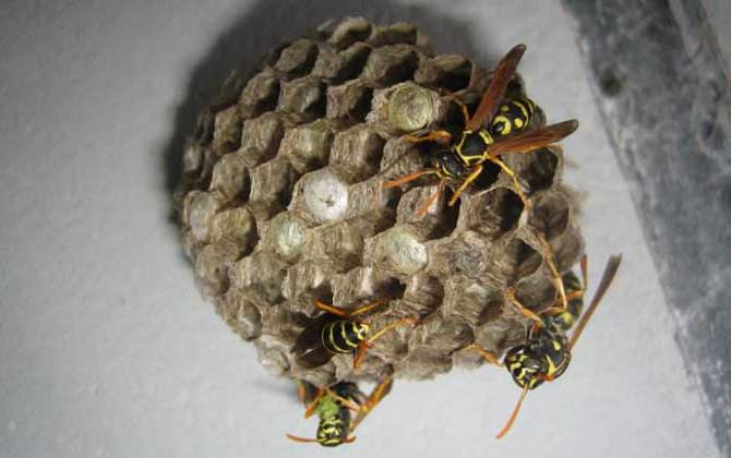 捅馬蜂窩最安全的方法 馬蜂窩