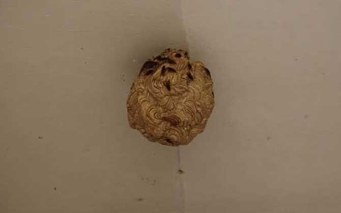 捅馬蜂窩最安全的方法 馬蜂窩