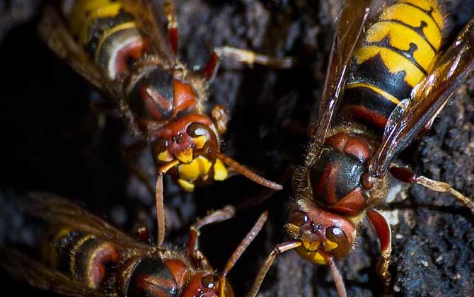 胡蜂什么時候幼蟲最多? 胡蜂