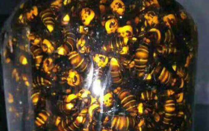 地雷蜂泡酒有什么功效? 地雷蜂泡酒