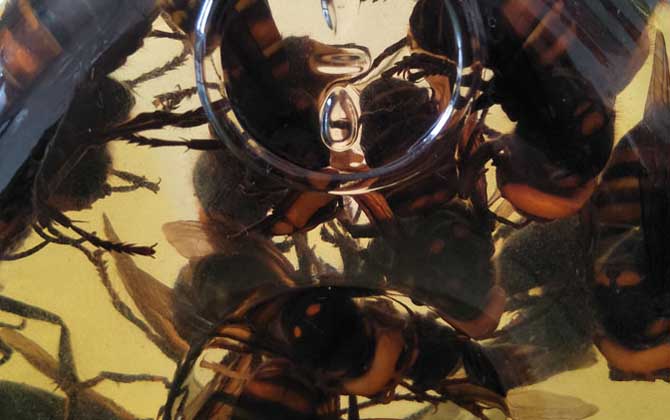 地雷蜂泡酒有什么功效? 地雷蜂泡酒