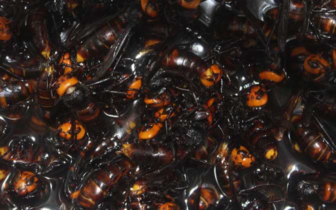 地雷蜂泡酒有什么功效? 地雷蜂泡酒