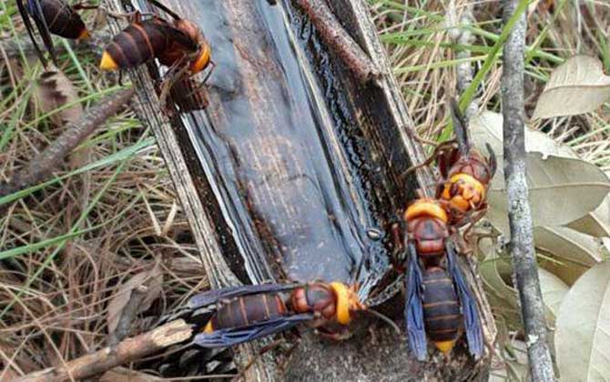 馬蜂種類名稱及圖片大全 金環(huán)胡蜂