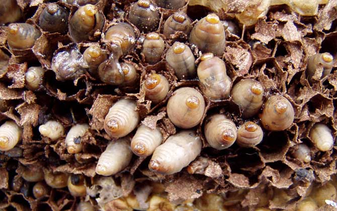 人頭蜂窩多少錢一斤? 人頭蜂窩