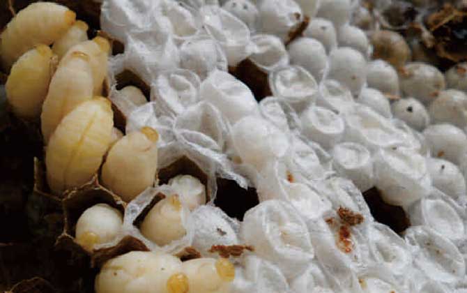 人頭蜂窩多少錢一斤? 人頭蜂窩