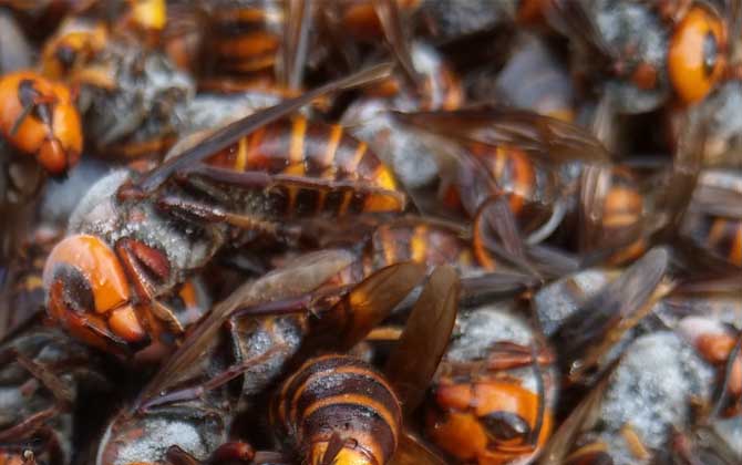 人頭蜂泡酒有什么功效? 人頭蜂