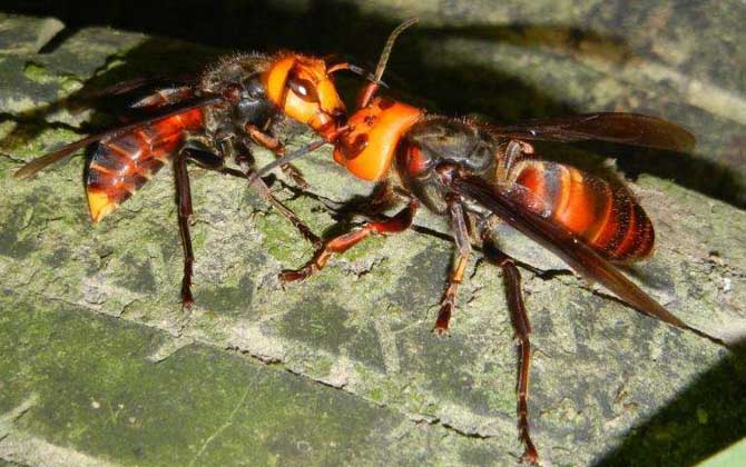 中國(guó)大虎頭蜂