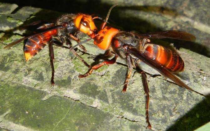 中國(guó)大虎頭蜂的毒性強(qiáng)嗎? 中國(guó)大虎頭蜂