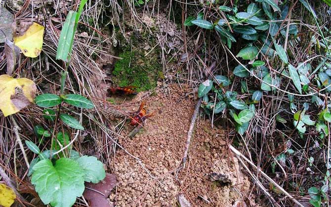 中國(guó)大虎頭蜂的毒性強(qiáng)嗎? 中國(guó)大虎頭蜂