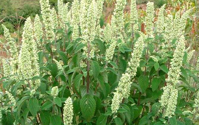 野壩子什么時(shí)候開花? 野壩子