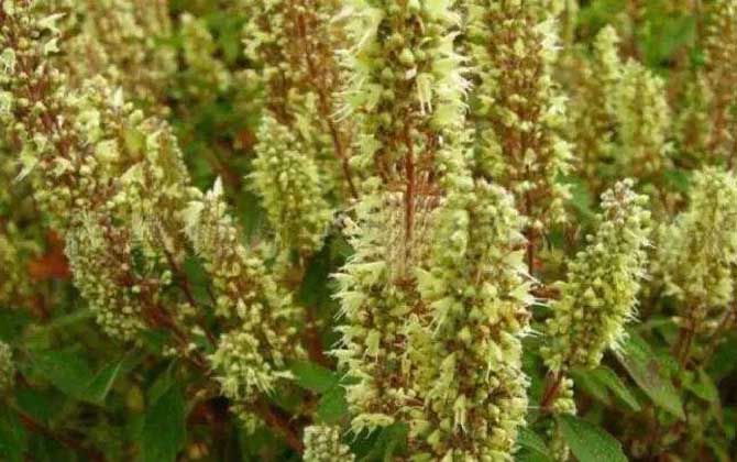 野壩子什么時(shí)候開花? 野壩子