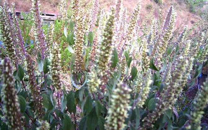 野壩子什么時(shí)候開花? 野壩子