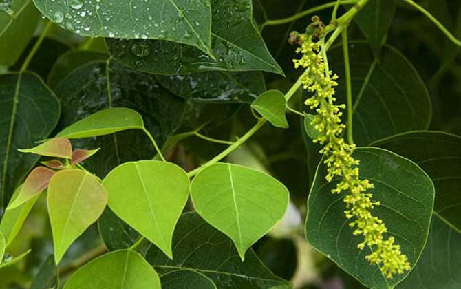 烏桕樹什么時候開花? 烏桕樹