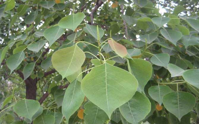 烏桕樹什么時候開花? 烏桕樹