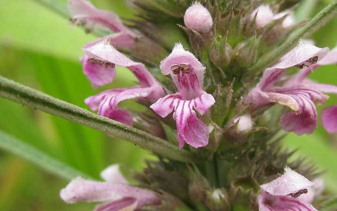 益母草什么時候開花? 益母草
