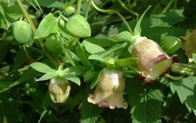 黨參什么時候開花? 黨參