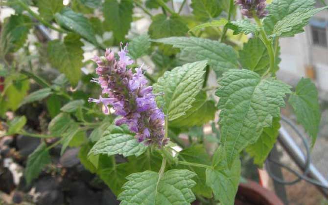 藿香什么時候開花? 藿香