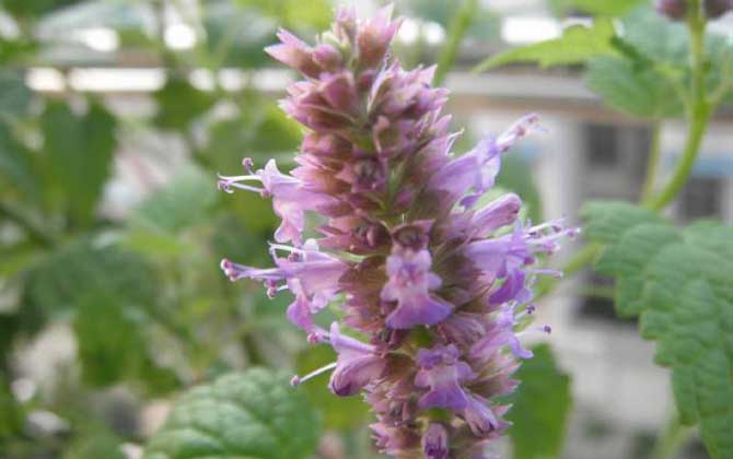 藿香什么時候開花? 藿香