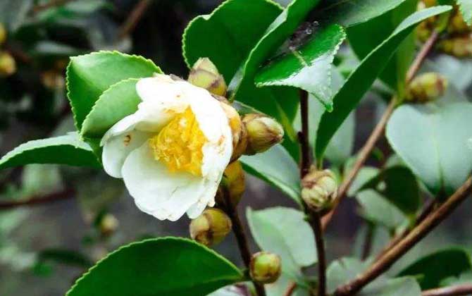 茶花什么時候開花? 茶花