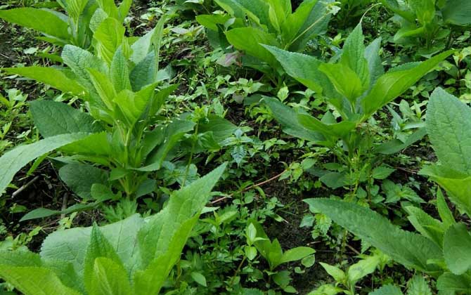 玄參什么時候開花? 玄參