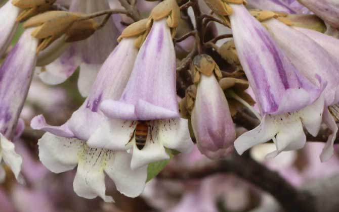 桐樹什么時候開花? 桐樹花