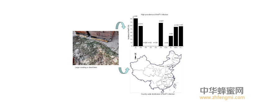 農(nóng)科院蜜蜂研究所2016年在蜜蜂病蟲害方面取得重要科研成果 蜜蜂 農(nóng)科院 蜜蜂所 病蟲害 蜂群