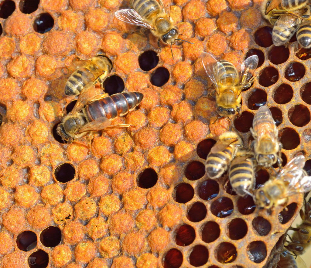 養(yǎng)好蜂群的幾個步驟，蜂群內(nèi)蜜足脾新，再配上一只好蜂王就完美了